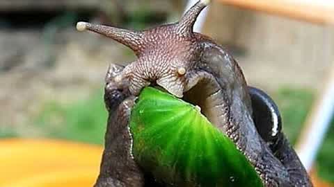 巨型蜗牛入侵南宁 个头有鸡蛋大小