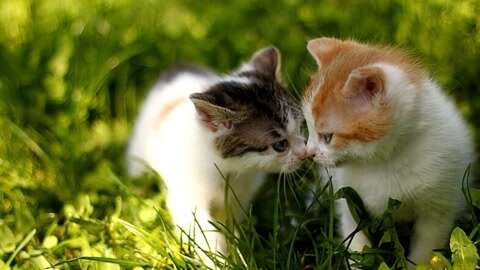 两只小花猫被主人调戏 萌翻了