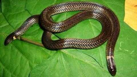 [生活]天天低碳 一开空调 "吹"出条蛇