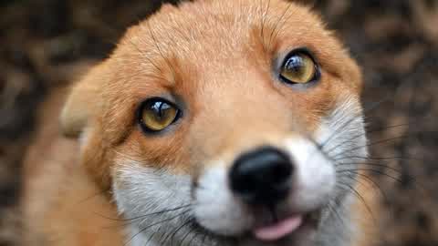 英国幼狐卖萌表情令人忍俊不禁