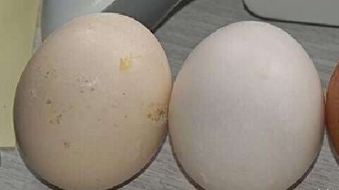 粪蛋是新鲜鸡蛋 原来是谣言