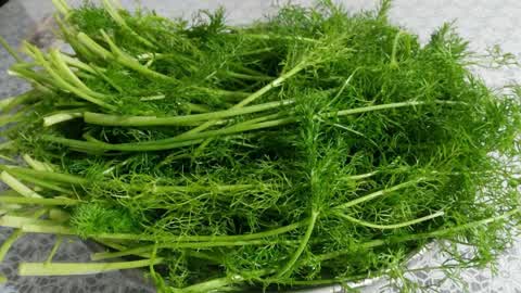 老嫩茴香一眼分辨