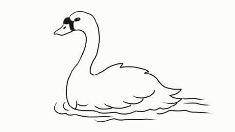 小林简笔画 游泳的白天鹅幼儿亲子简笔画