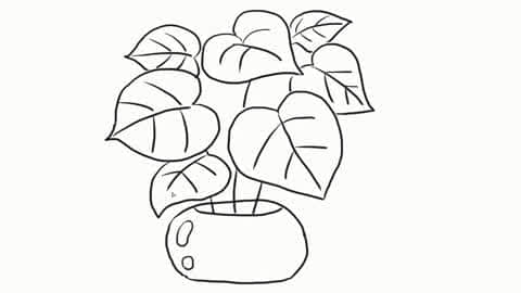 小林简笔画 心形网纹草幼儿亲子简笔画