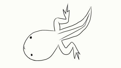 小林简笔画: 蝌蚪儿童亲子简笔画